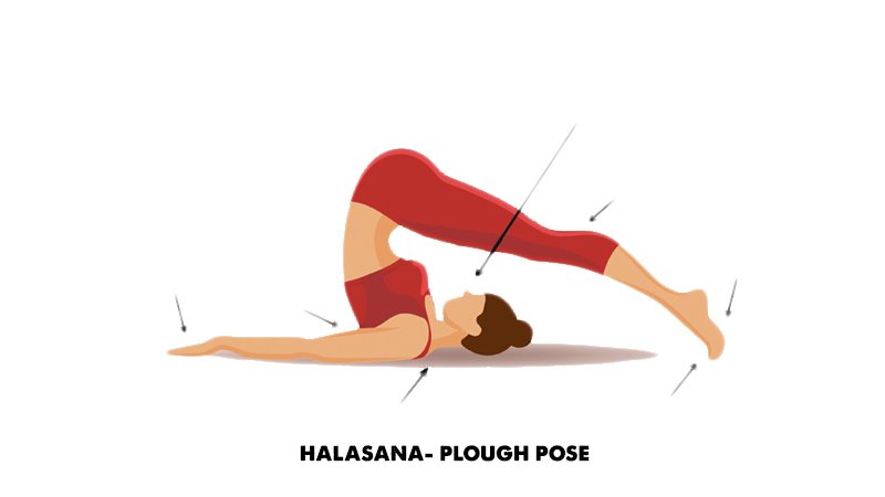 Halasana- Plough pose